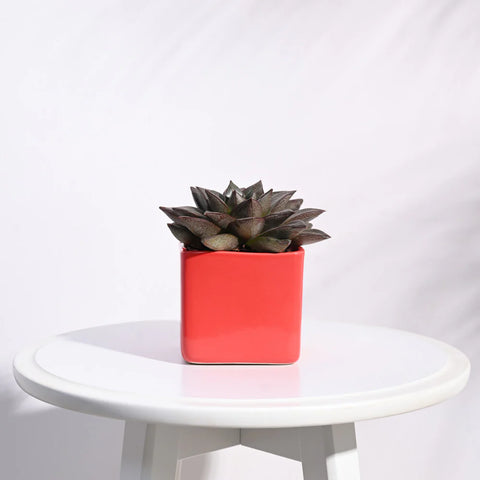 Square Ceramic Pot
