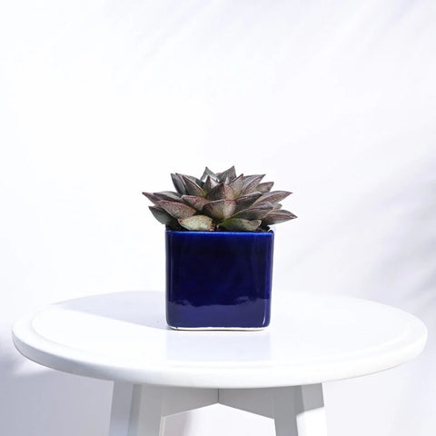Square Ceramic Pot