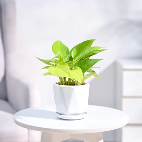 Money Plant Golden