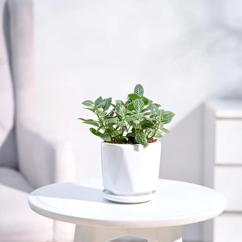 White Nerve Plant