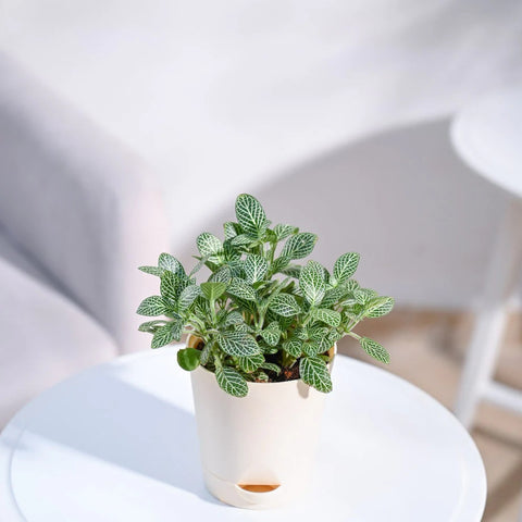 White Nerve Plant