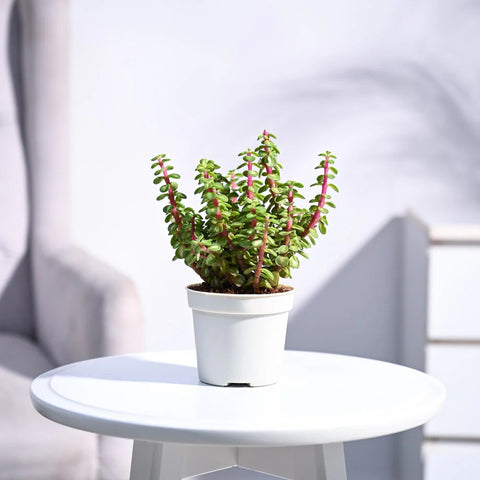 Jade Mini - Variegated