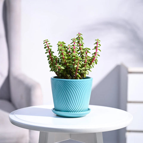 Jade Mini - Variegated