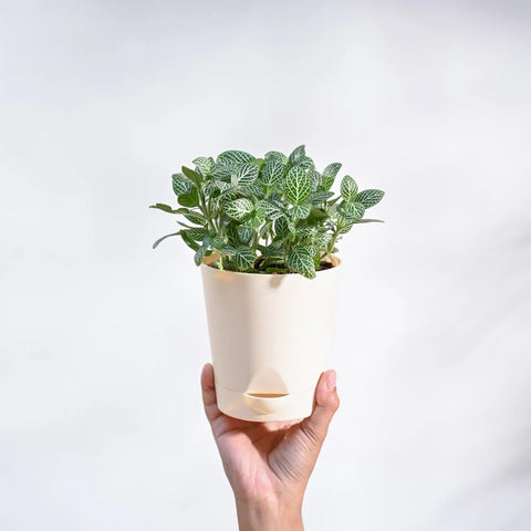 White Nerve Plant