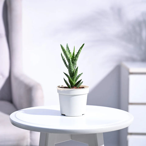 Aloe Juvenna