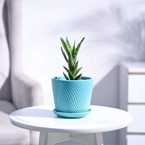 Aloe Juvenna