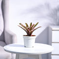 Neoregelia Fallan