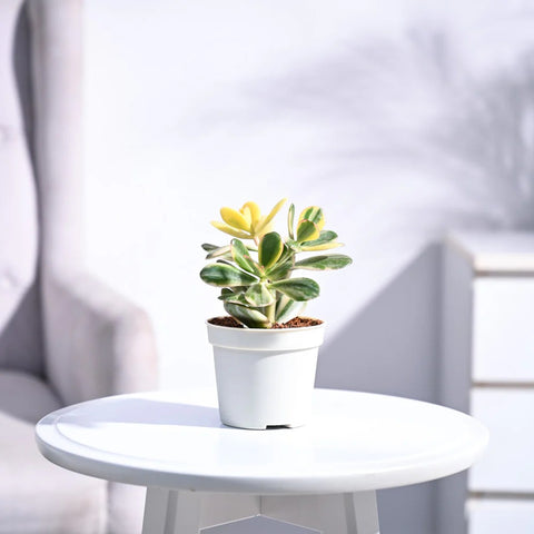 Crassula Ovata Variegated