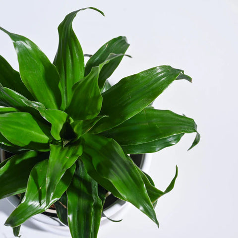 Dracaena Compacta