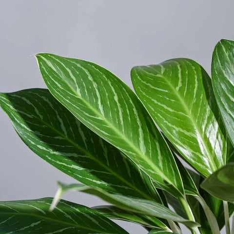 Aglaonema Stripes XL