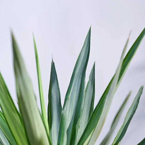 Yucca Silver