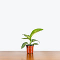 Dieffenbachia Tropic Snow