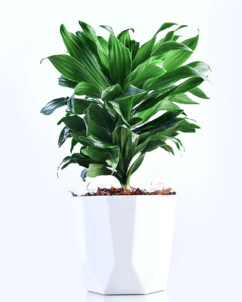 Dracaena Compacta