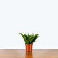 Dracaena Compacta