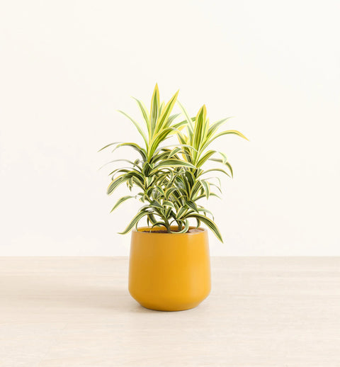 Dracaena Reflexa Variegata