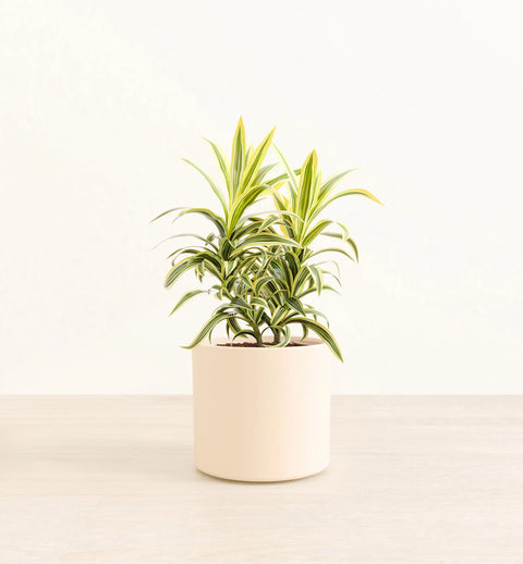 Dracaena Reflexa Variegata