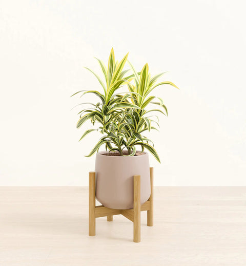 Dracaena Reflexa Variegata