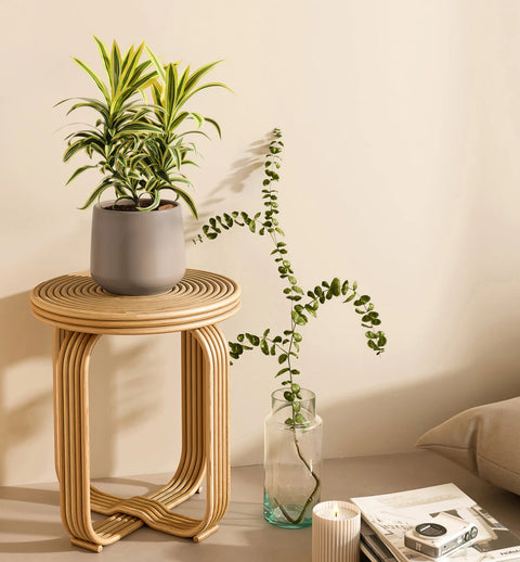 Dracaena Reflexa Variegata
