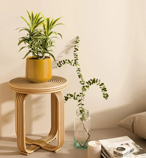 Dracaena Reflexa Variegata