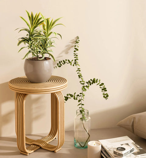 Dracaena Reflexa Variegata