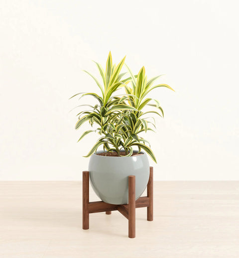 Dracaena Reflexa Variegata