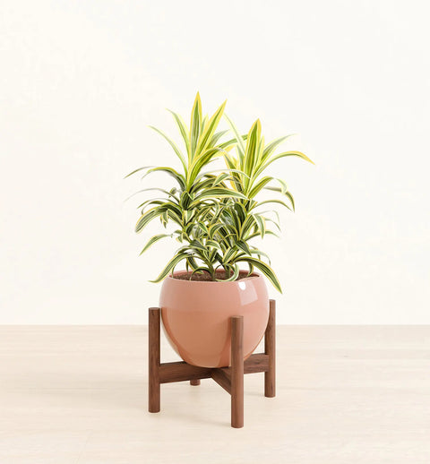 Dracaena Reflexa Variegata