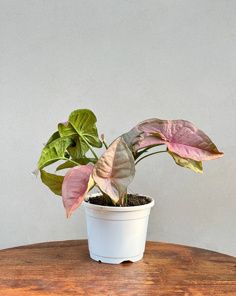 Syngonium Pink