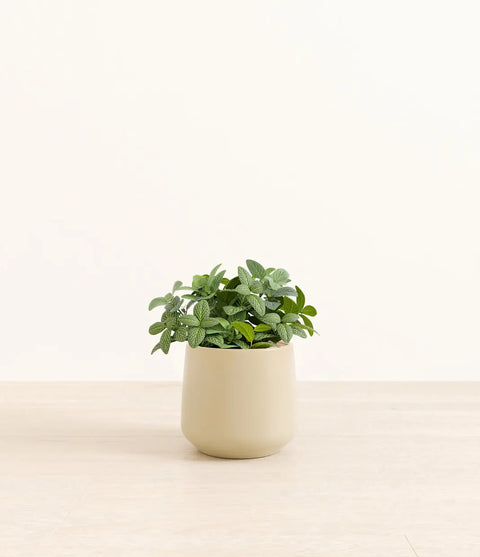 White Nerve Plant
