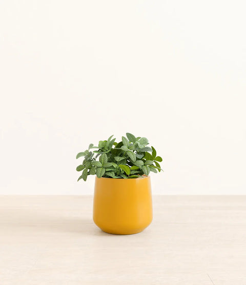 White Nerve Plant