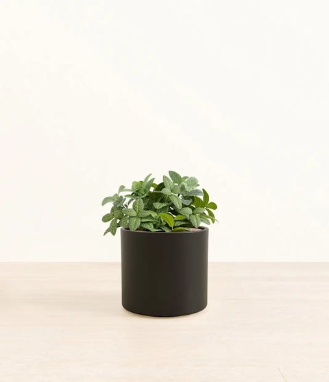 White Nerve Plant