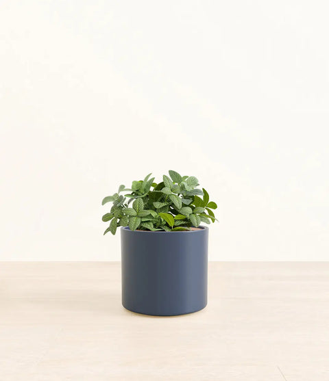 White Nerve Plant