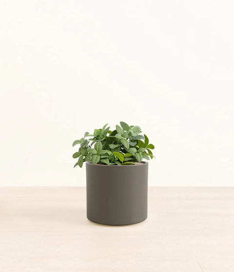 White Nerve Plant