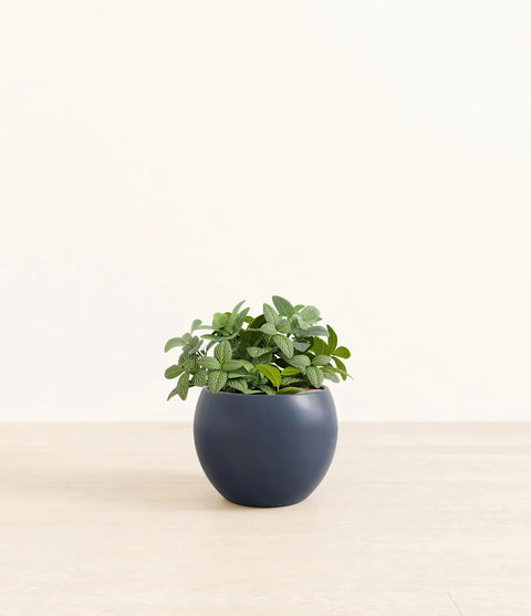 White Nerve Plant
