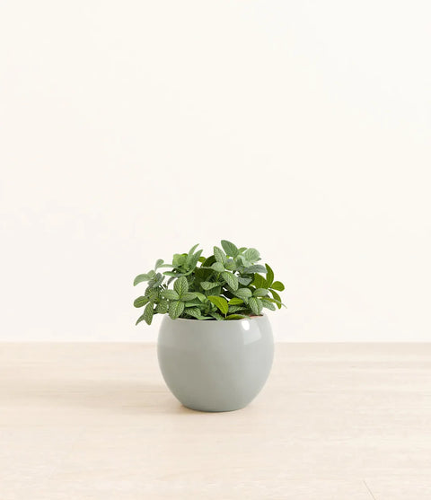 White Nerve Plant
