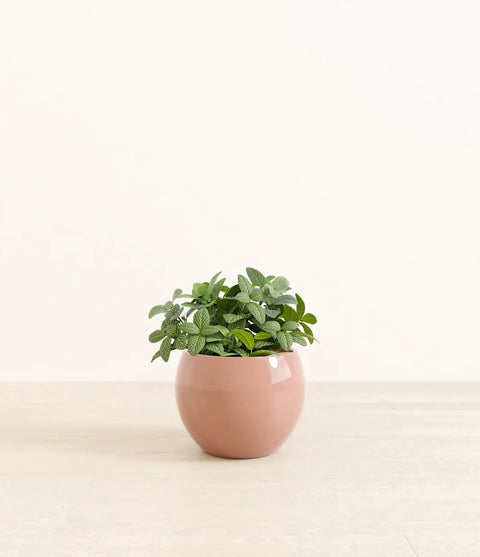 White Nerve Plant