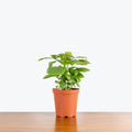 Fiddle Leaf Fig - Bush