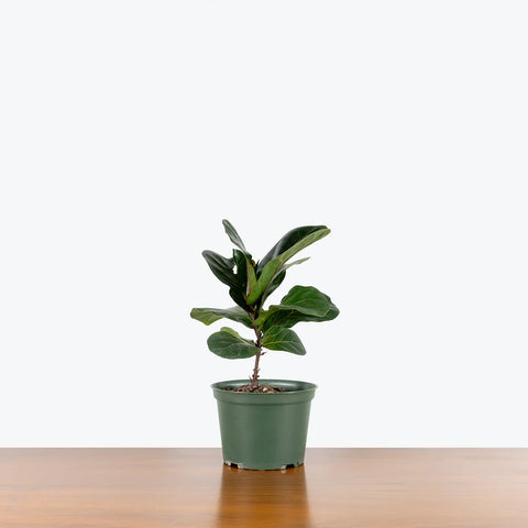 Fiddle Leaf Fig - Bambino