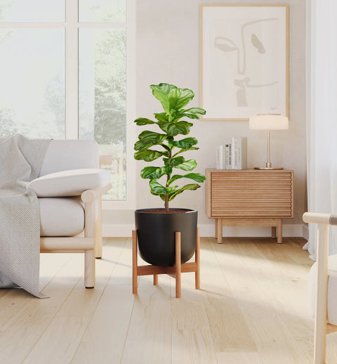 Fiddle Leaf Fig
