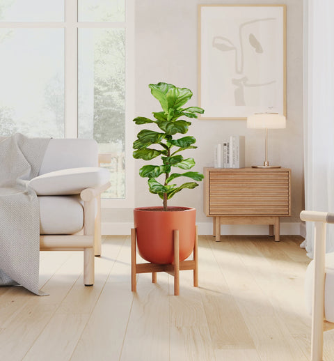 Fiddle Leaf Fig