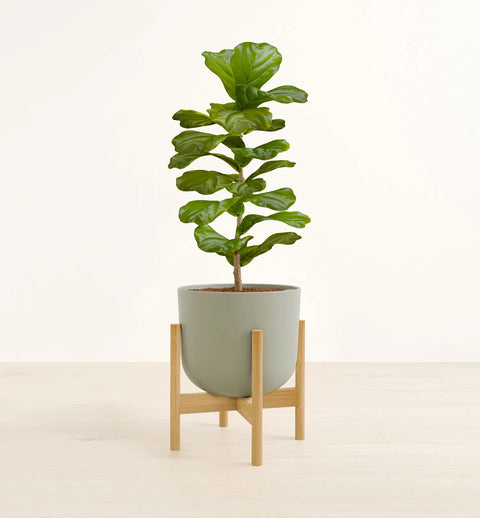 Fiddle Leaf Fig