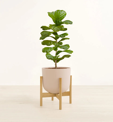 Fiddle Leaf Fig