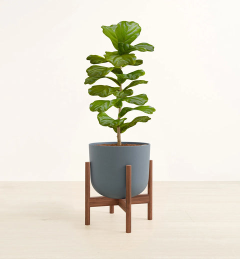 Fiddle Leaf Fig