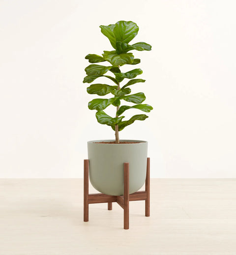 Fiddle Leaf Fig