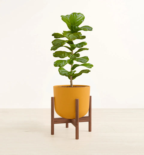Fiddle Leaf Fig