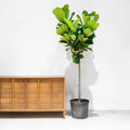 Fiddle Leaf Fig XL
