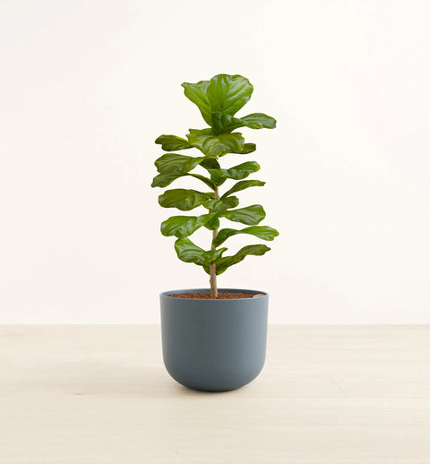 Fiddle Leaf Fig