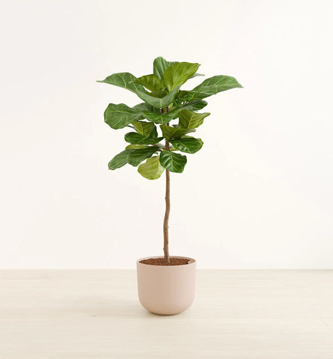 Fiddle Leaf Fig XL