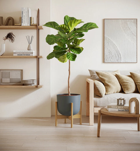 Fiddle Leaf Fig XL