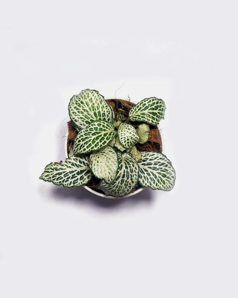 White Nerve Plant