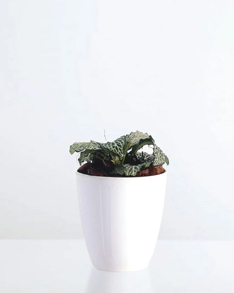 White Nerve Plant